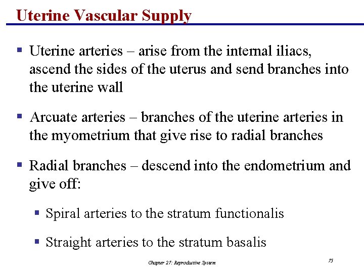 Uterine Vascular Supply § Uterine arteries – arise from the internal iliacs, ascend the