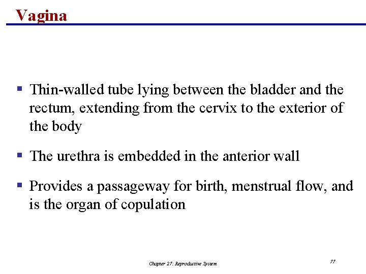 Vagina § Thin-walled tube lying between the bladder and the rectum, extending from the