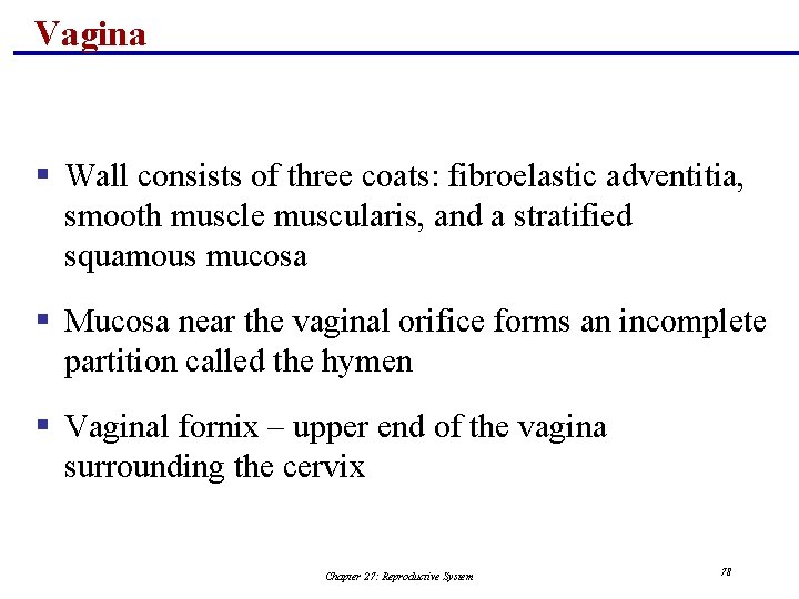 Vagina § Wall consists of three coats: fibroelastic adventitia, smooth muscle muscularis, and a
