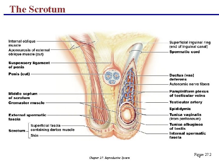 The Scrotum Chapter 27: Reproductive System Figure 27. 2 8 