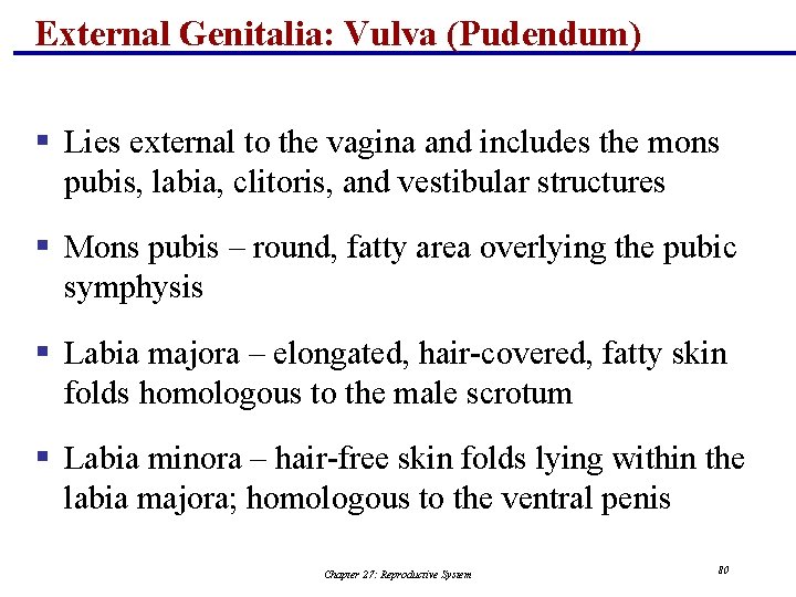 External Genitalia: Vulva (Pudendum) § Lies external to the vagina and includes the mons