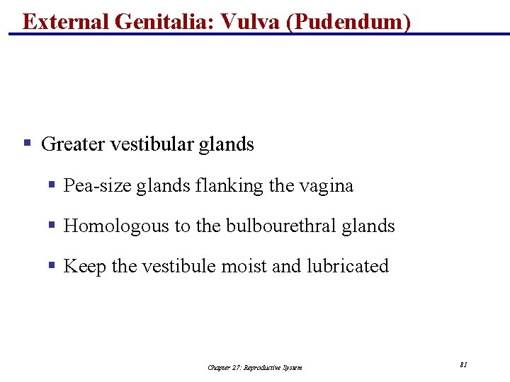 External Genitalia: Vulva (Pudendum) § Greater vestibular glands § Pea-size glands flanking the vagina