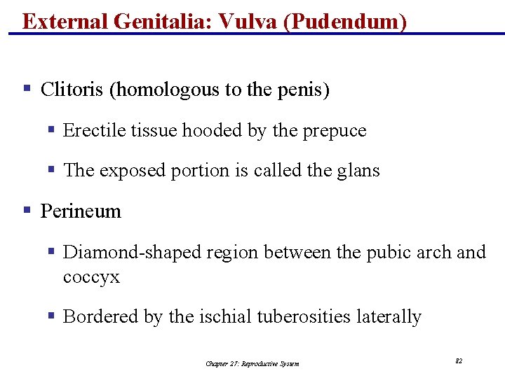 External Genitalia: Vulva (Pudendum) § Clitoris (homologous to the penis) § Erectile tissue hooded