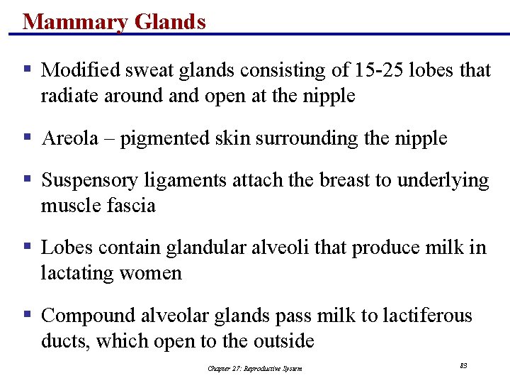 Mammary Glands § Modified sweat glands consisting of 15 -25 lobes that radiate around