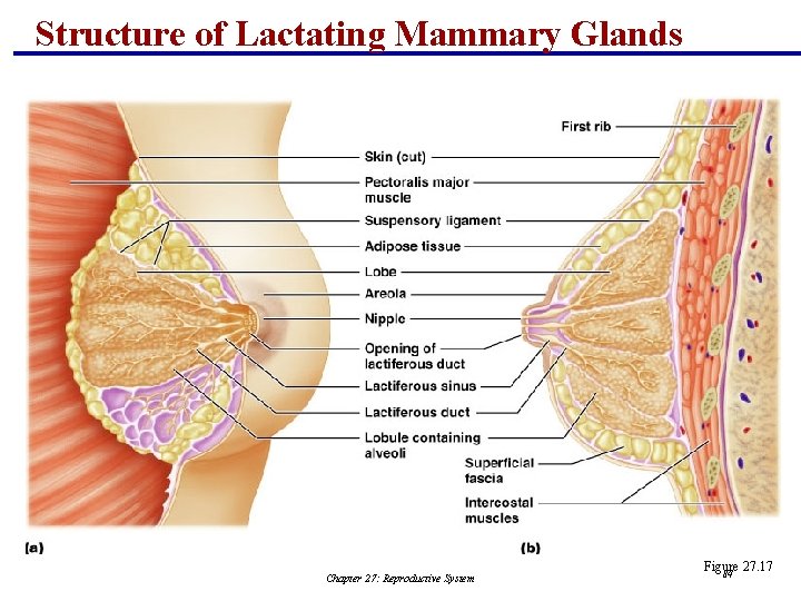 Structure of Lactating Mammary Glands Chapter 27: Reproductive System Figure 27. 17 84 