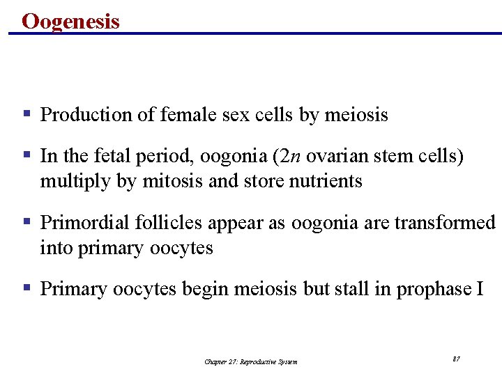 Oogenesis § Production of female sex cells by meiosis § In the fetal period,