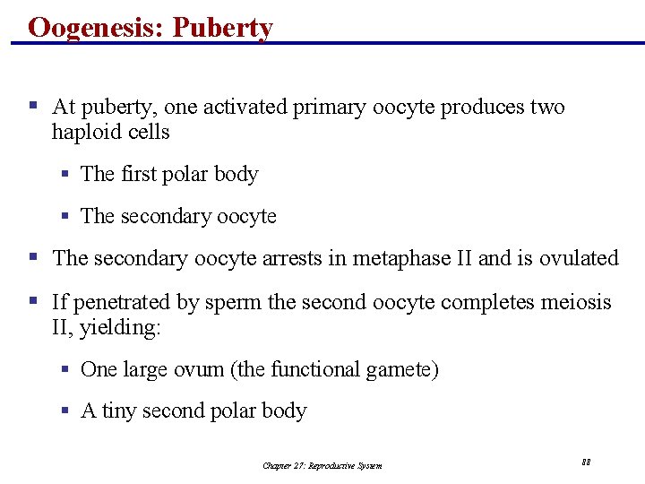 Oogenesis: Puberty § At puberty, one activated primary oocyte produces two haploid cells §
