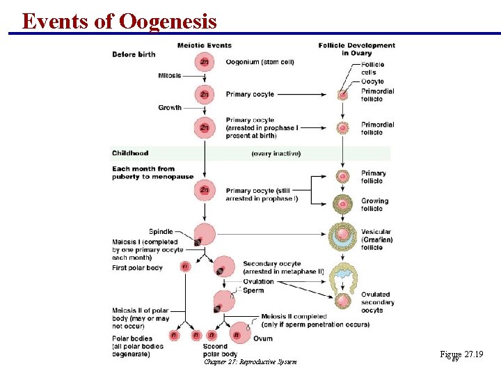 Events of Oogenesis Chapter 27: Reproductive System Figure 27. 19 89 