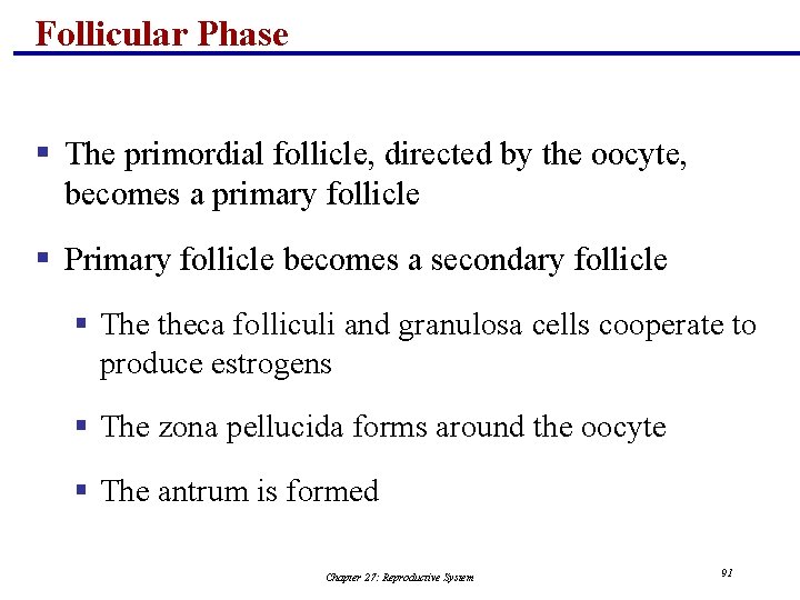 Follicular Phase § The primordial follicle, directed by the oocyte, becomes a primary follicle