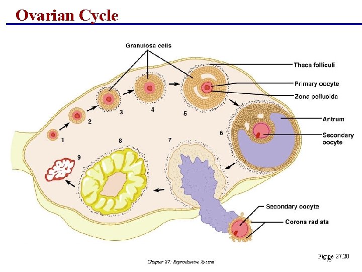 Ovarian Cycle Chapter 27: Reproductive System Figure 27. 20 93 