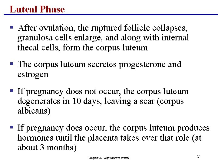 Luteal Phase § After ovulation, the ruptured follicle collapses, granulosa cells enlarge, and along
