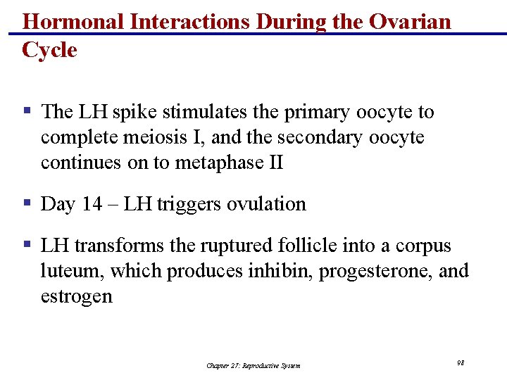 Hormonal Interactions During the Ovarian Cycle § The LH spike stimulates the primary oocyte