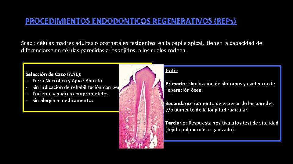 PROCEDIMIENTOS ENDODONTICOS REGENERATIVOS (REPs) Scap : células madres adultas o postnatales residentes en la