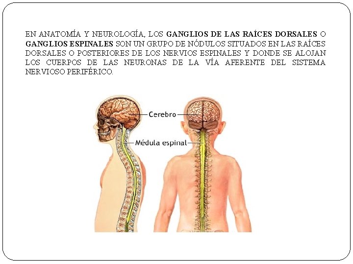 EN ANATOMÍA Y NEUROLOGÍA, LOS GANGLIOS DE LAS RAÍCES DORSALES O GANGLIOS ESPINALES SON