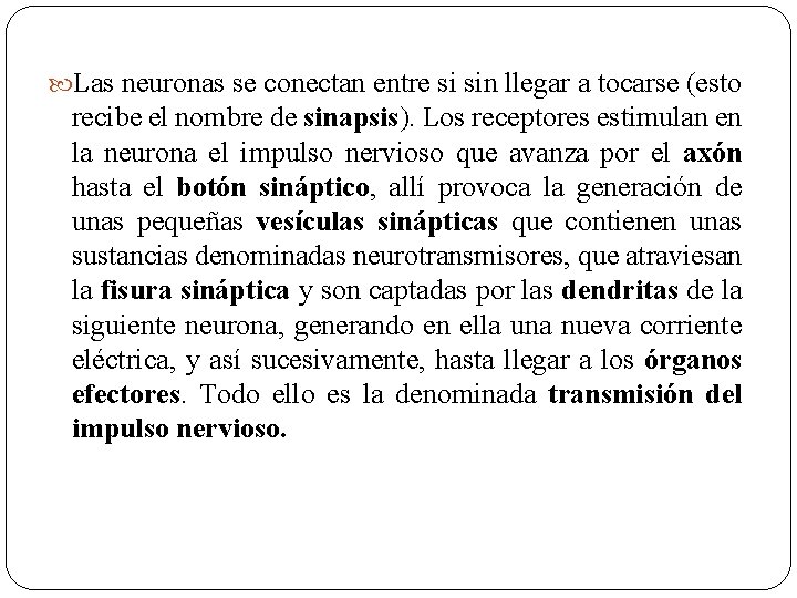  Las neuronas se conectan entre si sin llegar a tocarse (esto recibe el