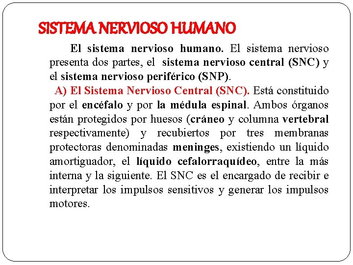 SISTEMA NERVIOSO HUMANO El sistema nervioso humano. El sistema nervioso presenta dos partes, el