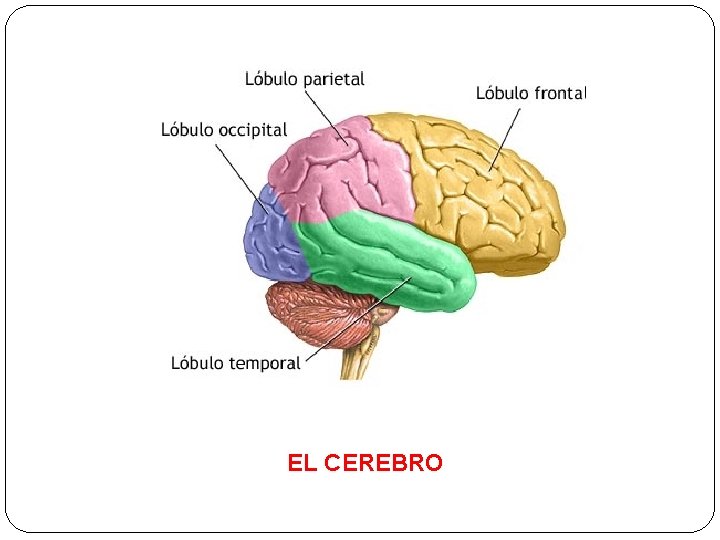 EL CEREBRO 