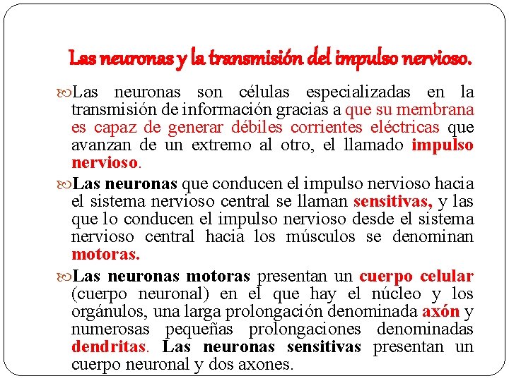 Las neuronas y la transmisión del impulso nervioso. Las neuronas son células especializadas en