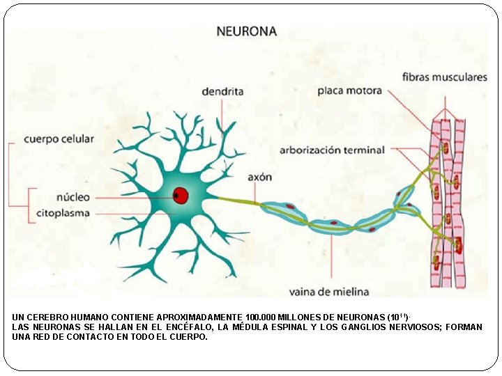 UN CEREBRO HUMANO CONTIENE APROXIMADAMENTE 100. 000 MILLONES DE NEURONAS (1011). LAS NEURONAS SE