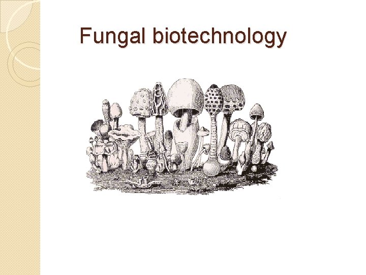 Fungal biotechnology 