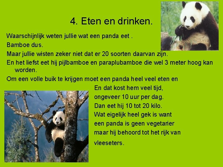 4. Eten en drinken. Waarschijnlijk weten jullie wat een panda eet. Bamboe dus. Maar