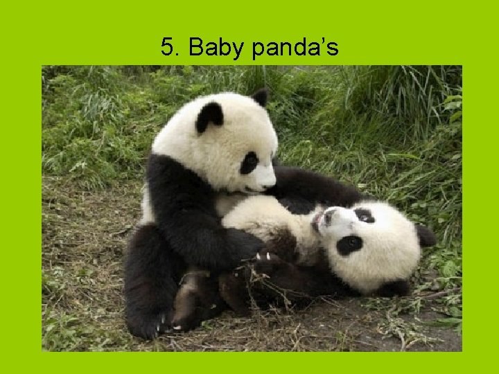 5. Baby panda’s 