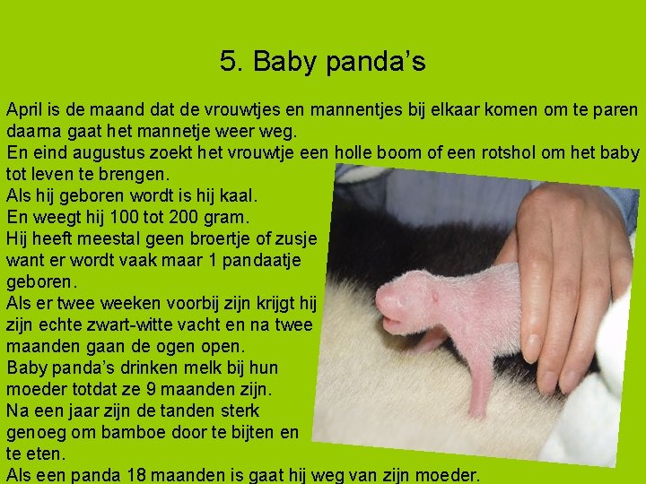 5. Baby panda’s April is de maand dat de vrouwtjes en mannentjes bij elkaar