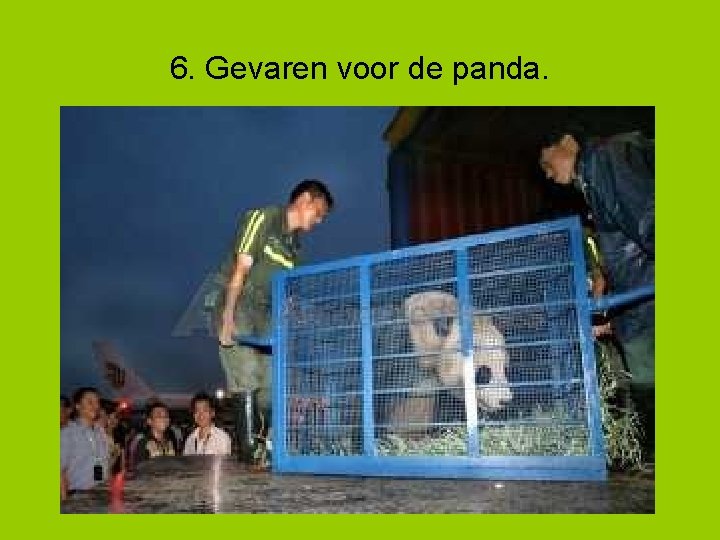 6. Gevaren voor de panda. 