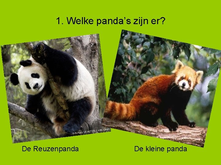 1. Welke panda’s zijn er? De Reuzenpanda De kleine panda 