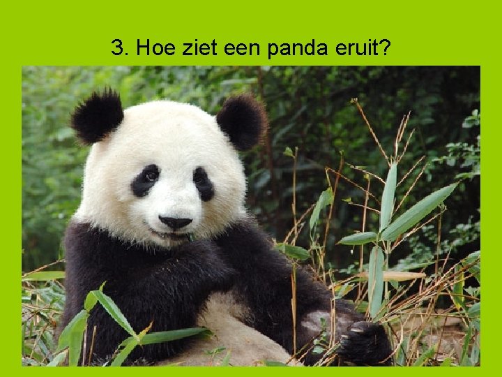 3. Hoe ziet een panda eruit? 