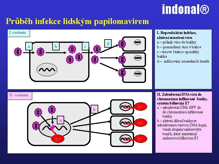 Průběh infekce lidským papilomavirem I. varianta а b I. Reprodukční infekce, aktívní množení víru