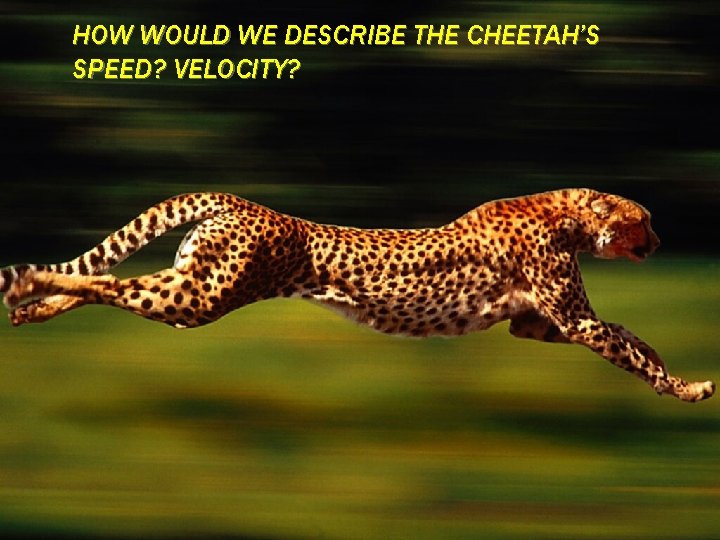 HOW WOULD WE DESCRIBE THE CHEETAH’S SPEED? VELOCITY? 