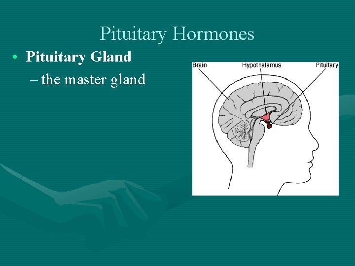 Pituitary Hormones • Pituitary Gland – the master gland 