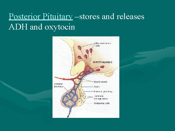Posterior Pituitary –stores and releases – ADH and oxytocin 