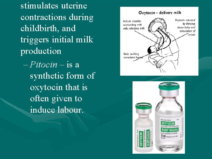 stimulates uterine contractions during childbirth, and triggers initial milk production – Pitocin – is