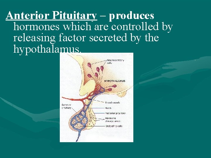 Anterior Pituitary – produces hormones which are controlled by releasing factor secreted by the