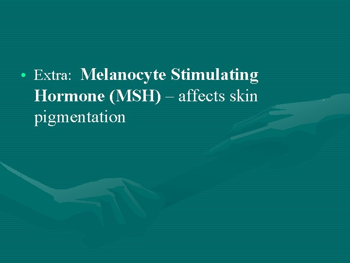  • Extra: Melanocyte Stimulating Hormone (MSH) – affects skin pigmentation 