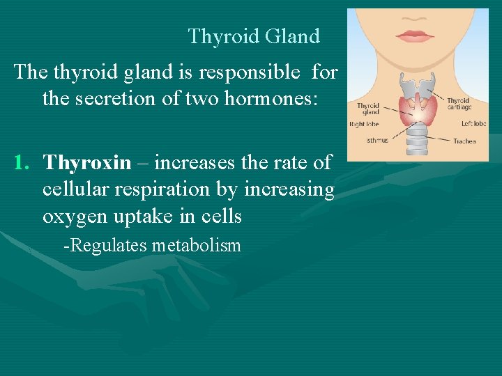 Thyroid Gland The thyroid gland is responsible for the secretion of two hormones: 1.