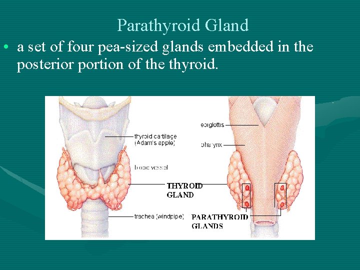 Parathyroid Gland • a set of four pea-sized glands embedded in the posterior portion