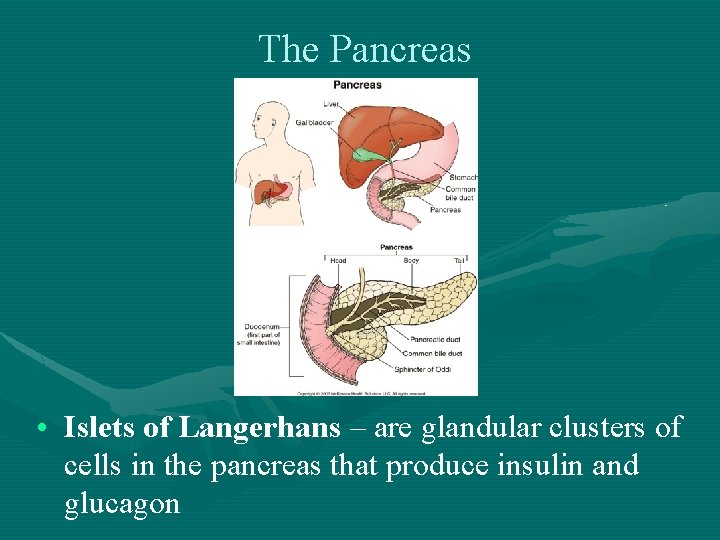 The Pancreas • Islets of Langerhans – are glandular clusters of cells in the