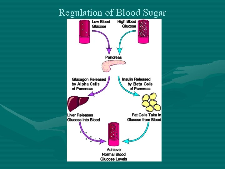 Regulation of Blood Sugar 