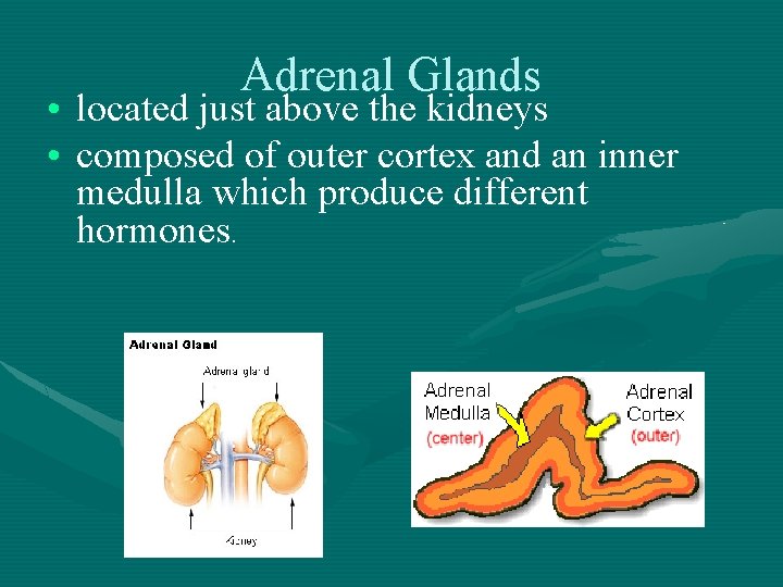 Adrenal Glands • located just above the kidneys • composed of outer cortex and