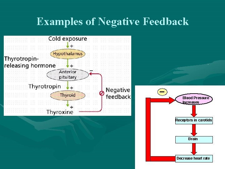 Examples of Negative Feedback 