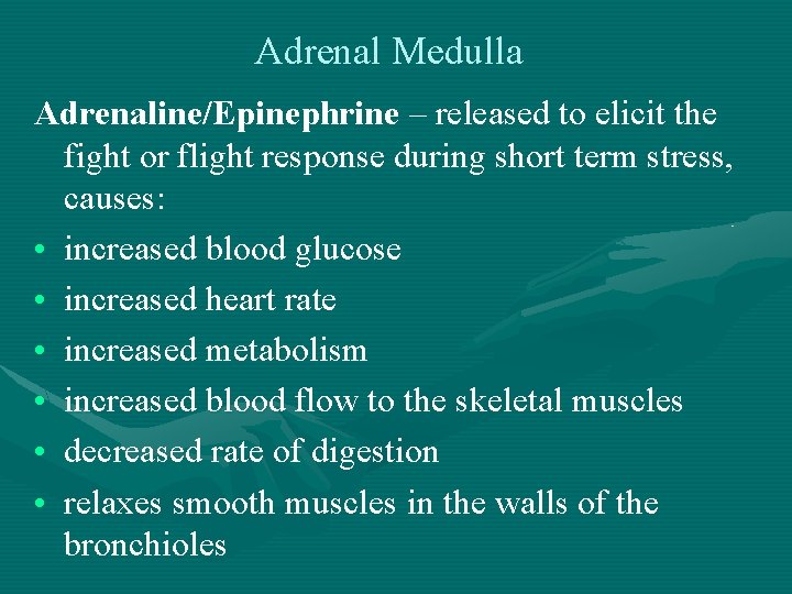 Adrenal Medulla Adrenaline/Epinephrine – released to elicit the fight or flight response during short