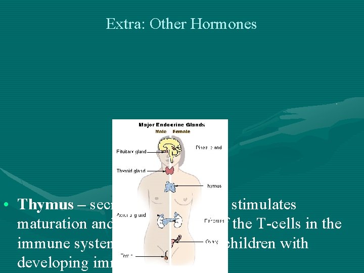 Extra: Other Hormones • Thymus – secrete thymosin that stimulates maturation and differentiation of