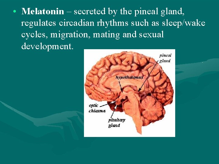  • Melatonin – secreted by the pineal gland, regulates circadian rhythms such as