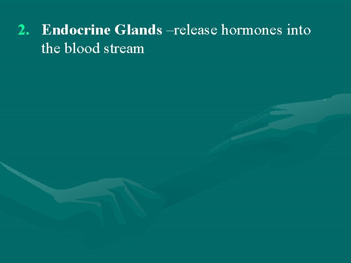 2. Endocrine Glands –release hormones into the blood stream 