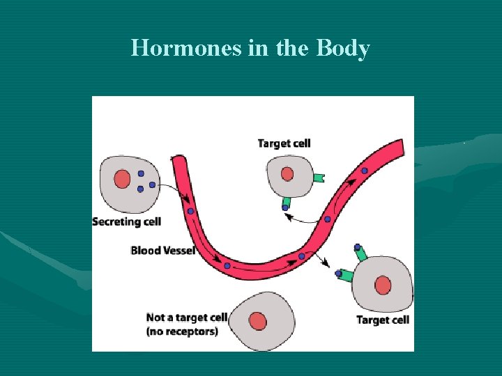 Hormones in the Body 