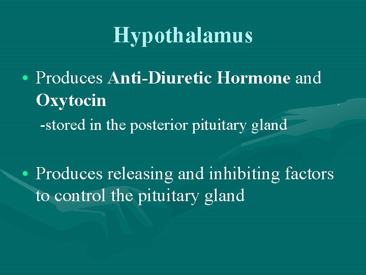 Hypothalamus • Produces Anti-Diuretic Hormone and Oxytocin -stored in the posterior pituitary gland •