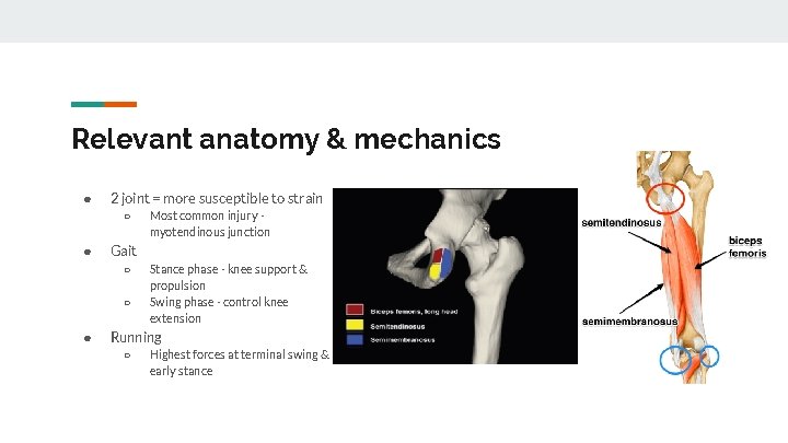 Relevant anatomy & mechanics ● 2 joint = more susceptible to strain ○ ●